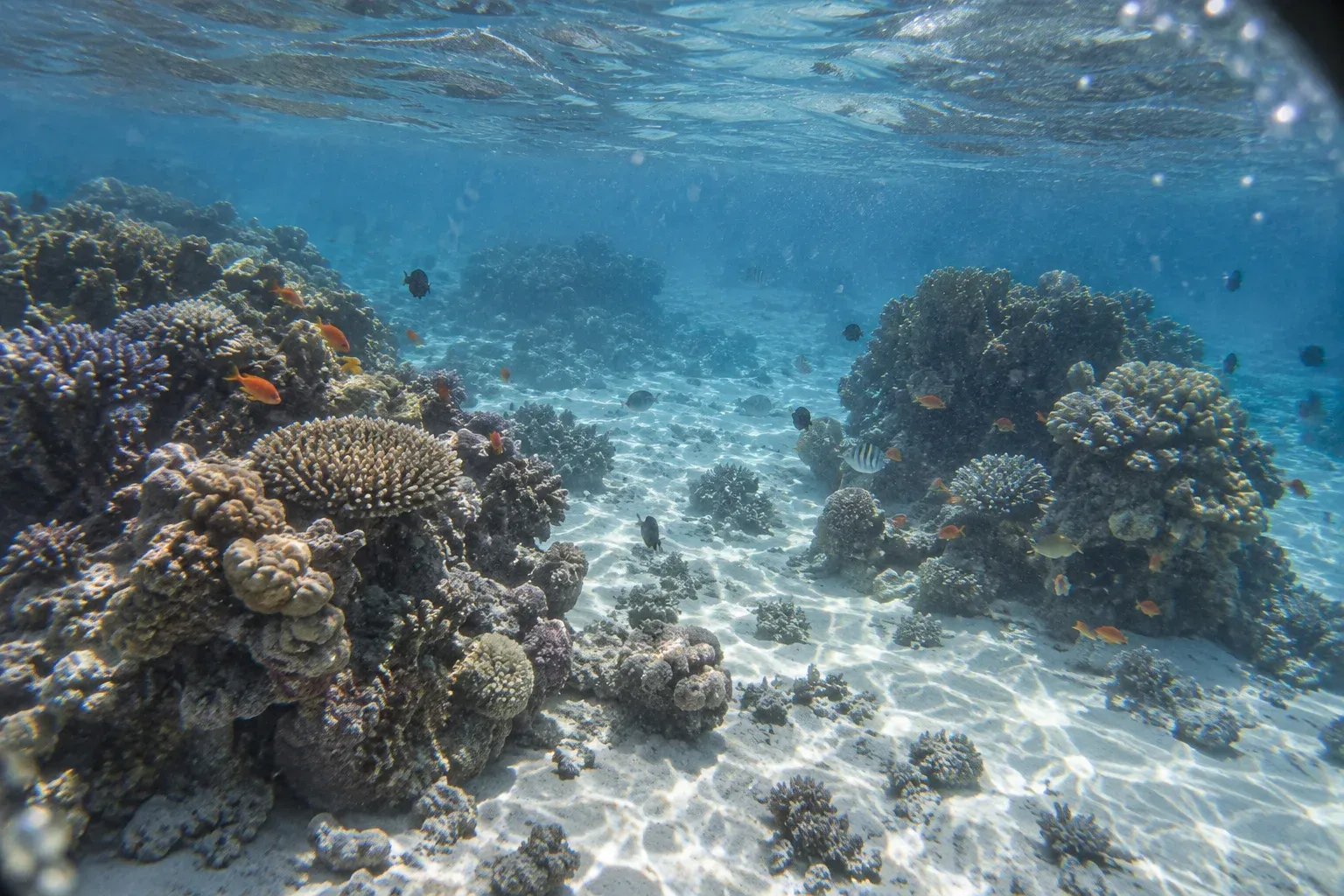 AIDA 1 — Discover Freediving 5