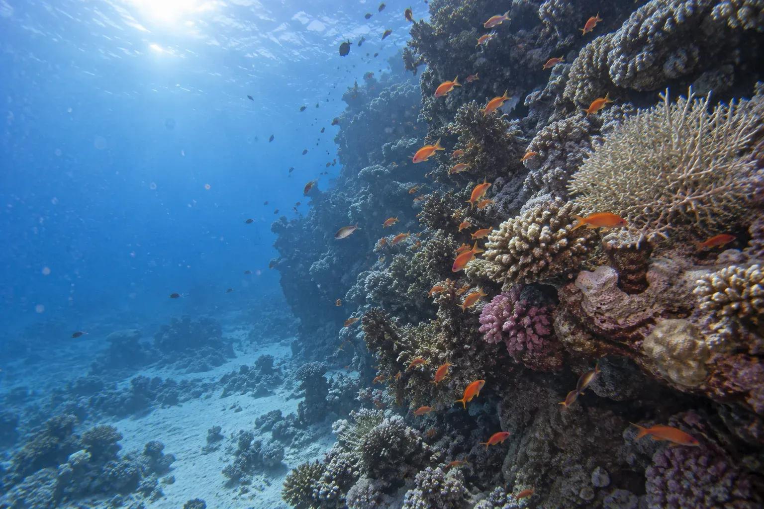 AIDA 2 — Freediver