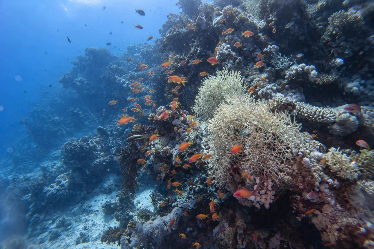 AIDA 4 — Master Freediver 5