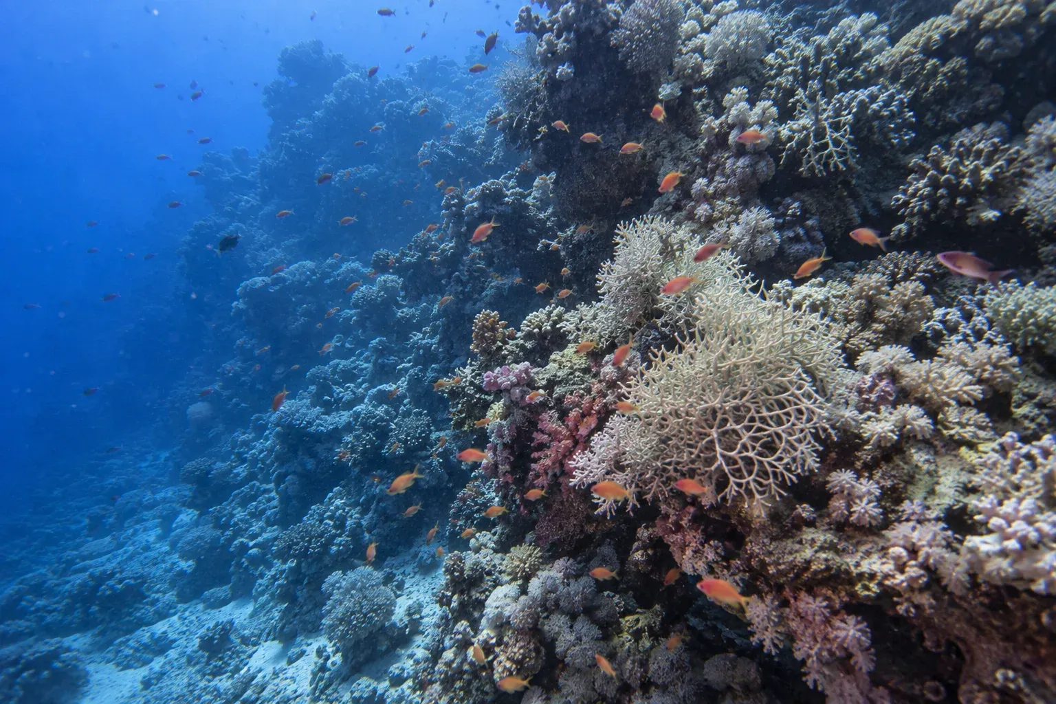 Deep Diver Specialty