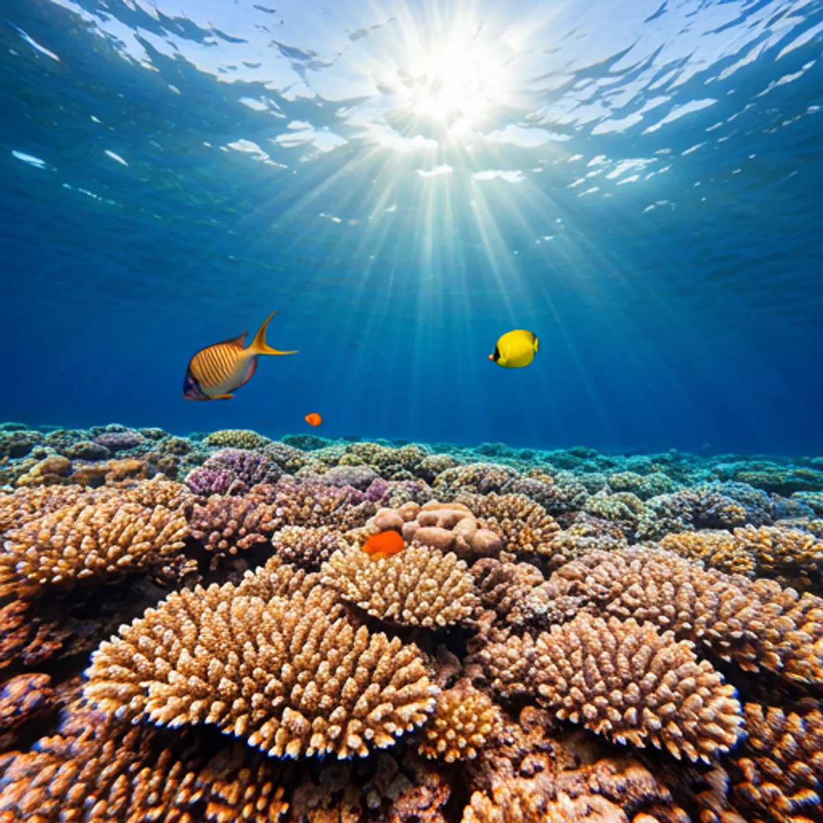 Snorkeling Day Trip