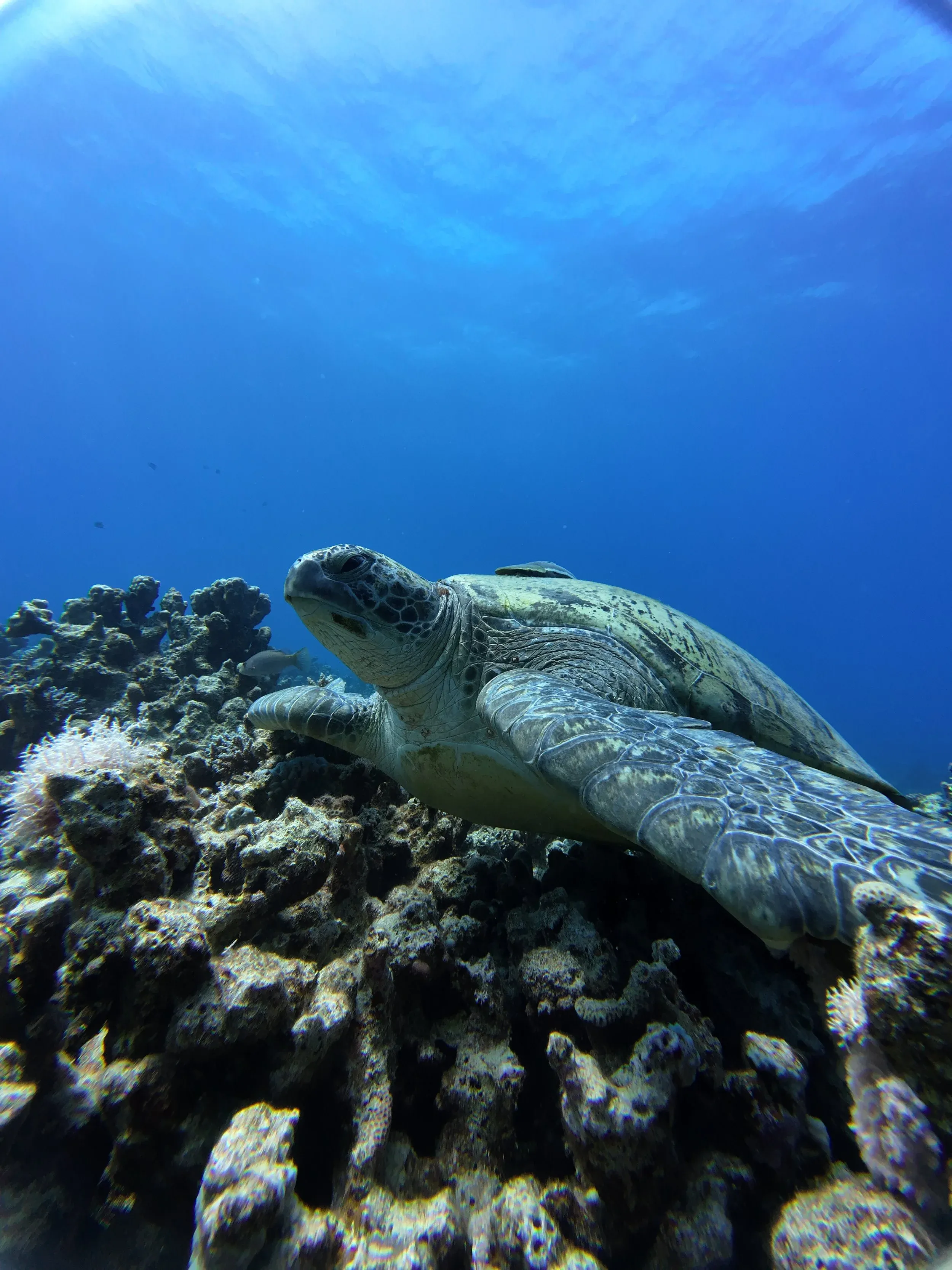 AIDA 1 — Discover Freediving 3