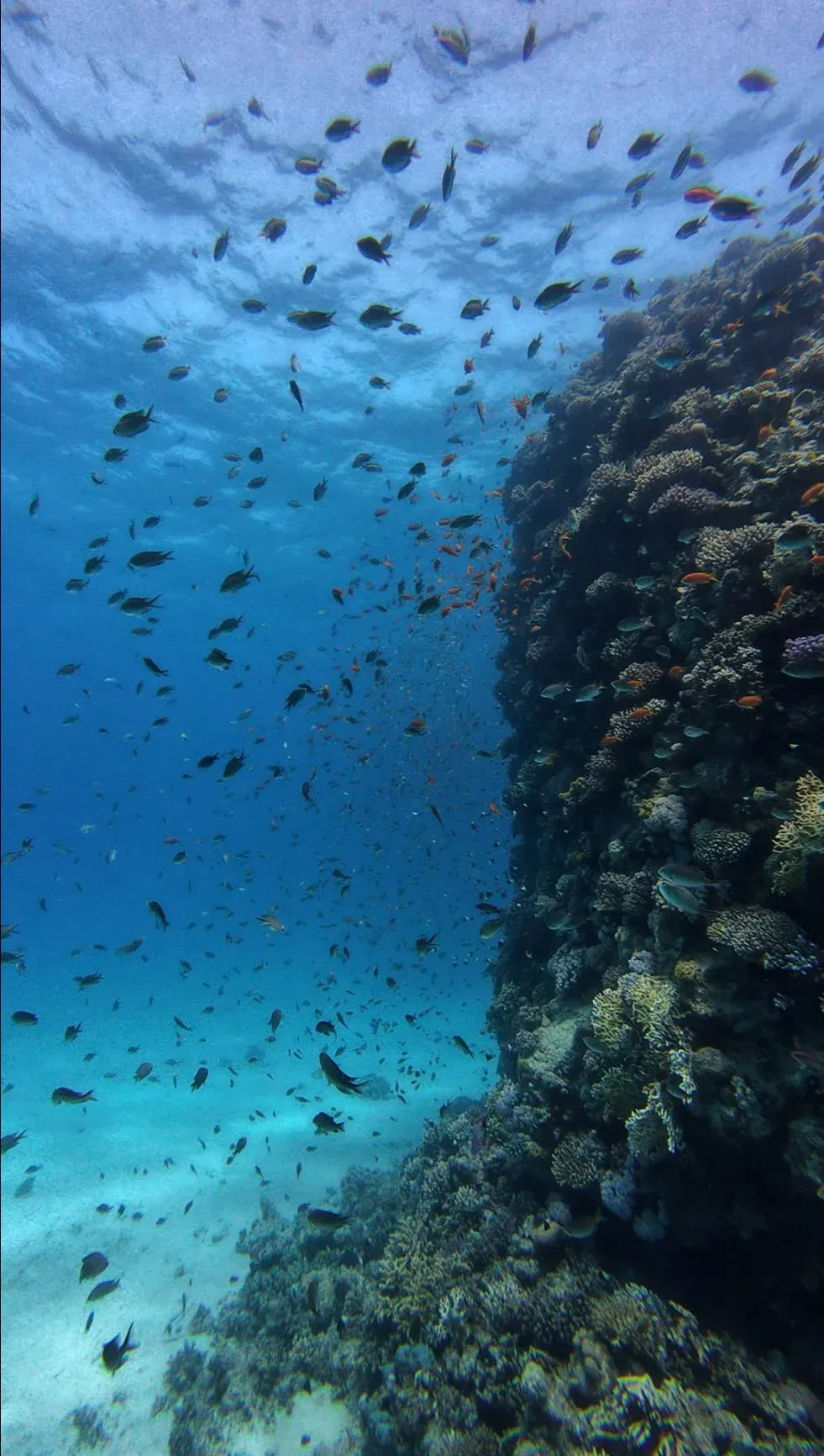 Sharm El Arab