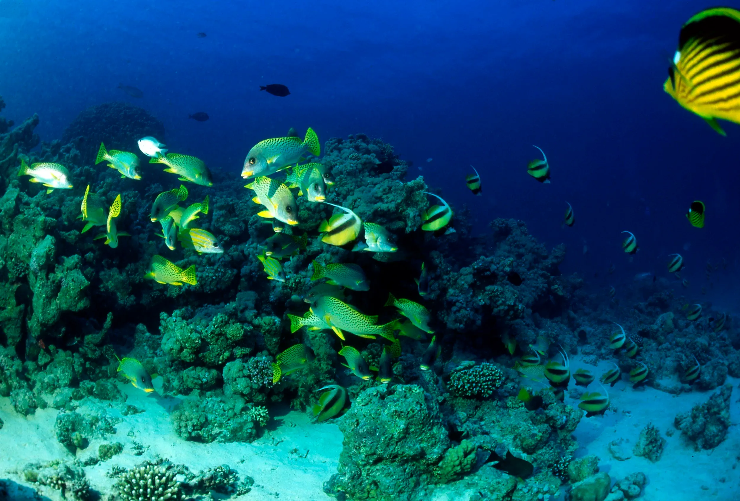 Beginner's Guide to Diving Hurghada in 2026