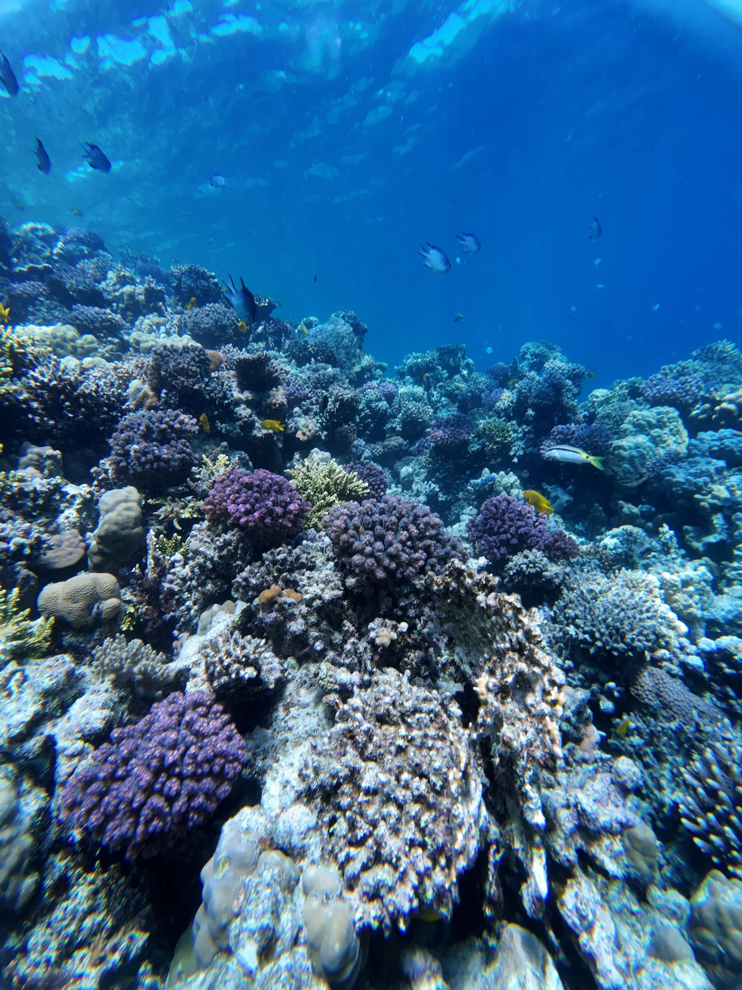 Fort Arabesque House Reef