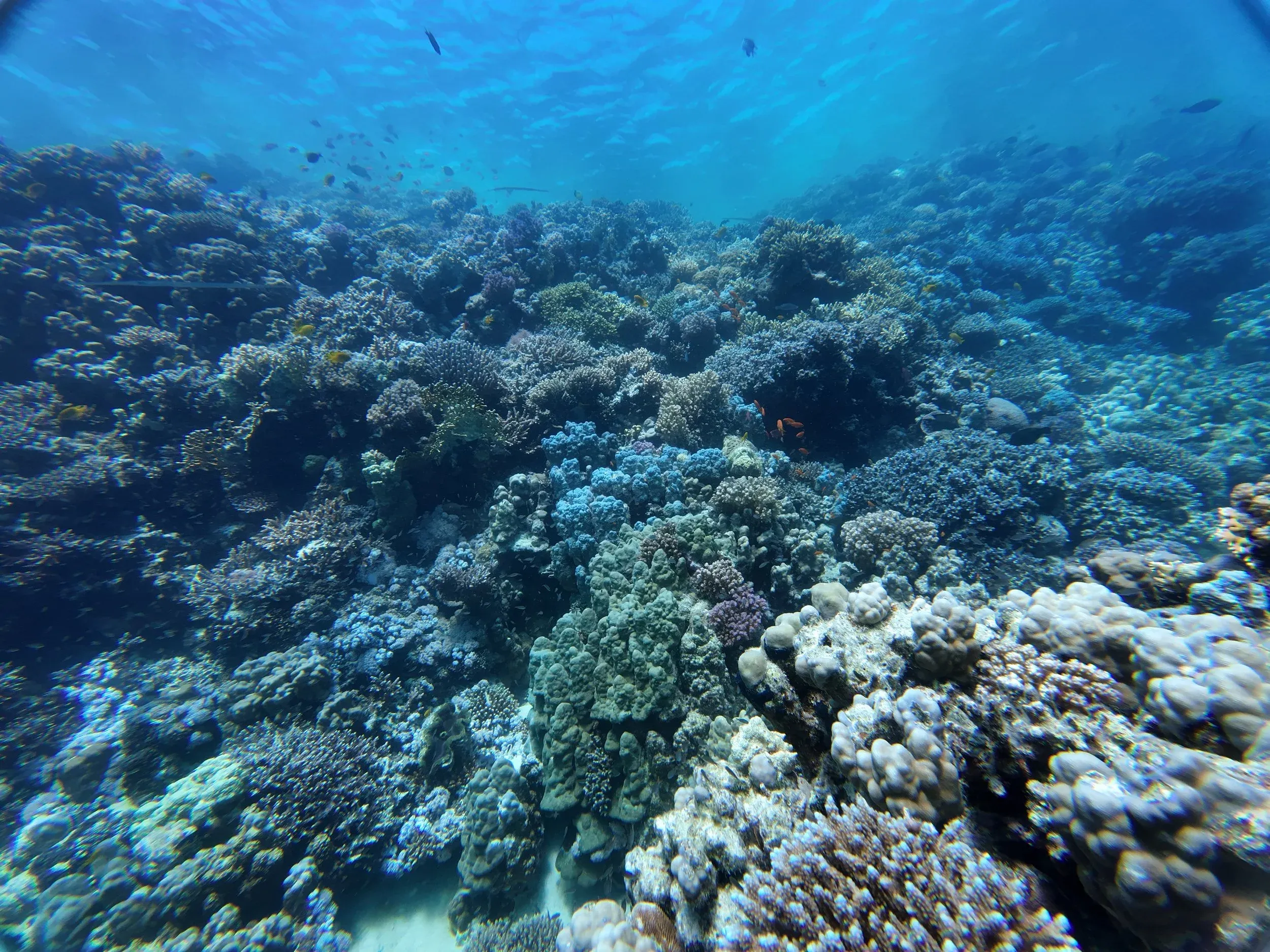 Grand Coral