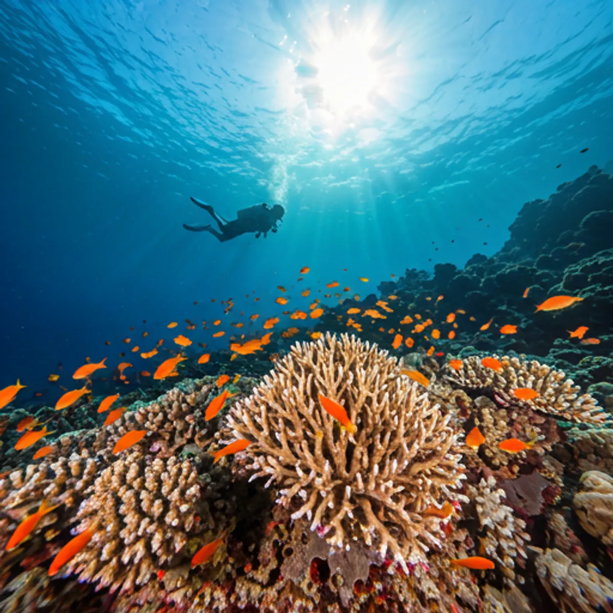Bubblemaker (Kids 8-10) — scuba diving course in Hurghada, Red Sea