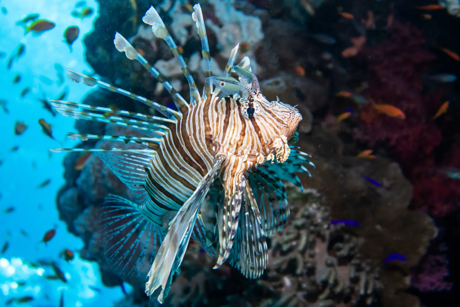 Red Sea reef 2