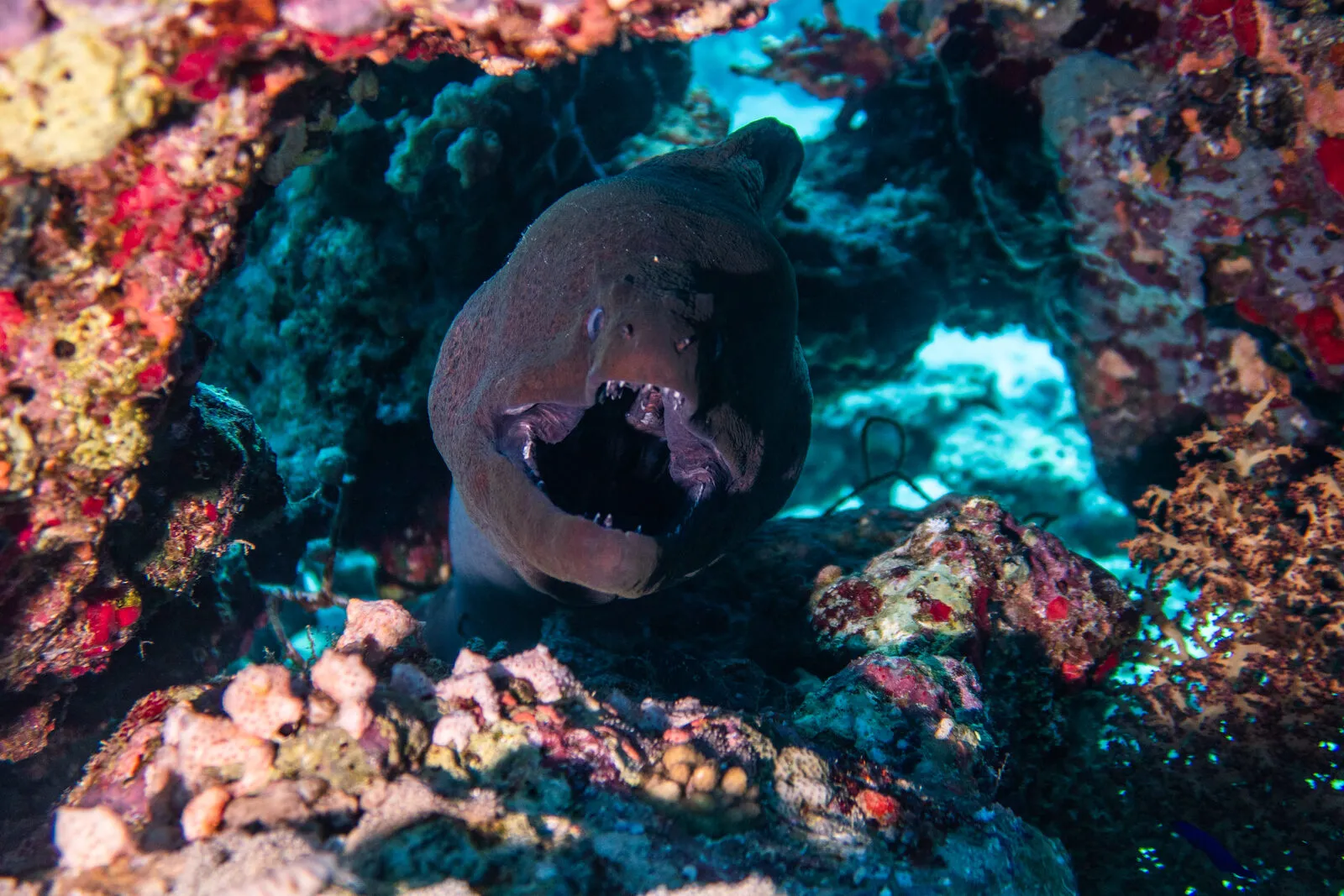 Red Sea reef 3