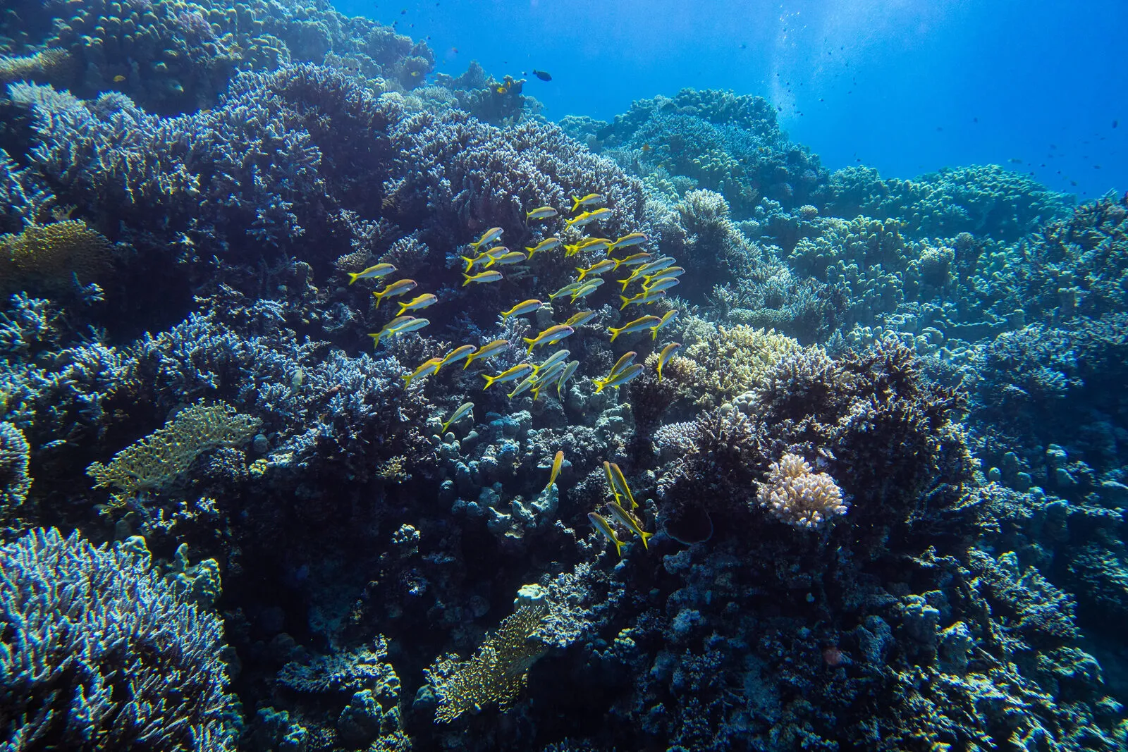 Red Sea reef 6