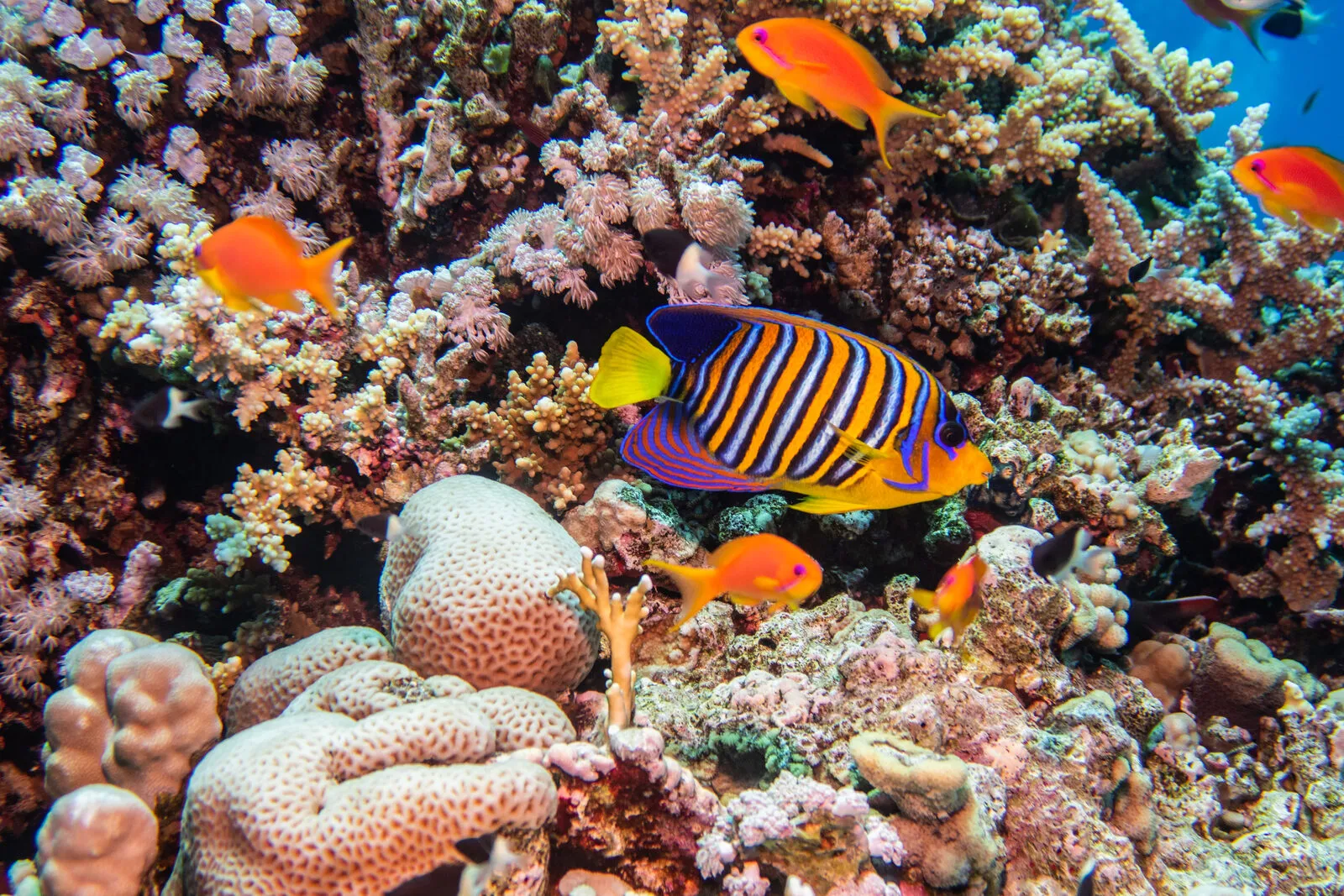 Red Sea reef 1