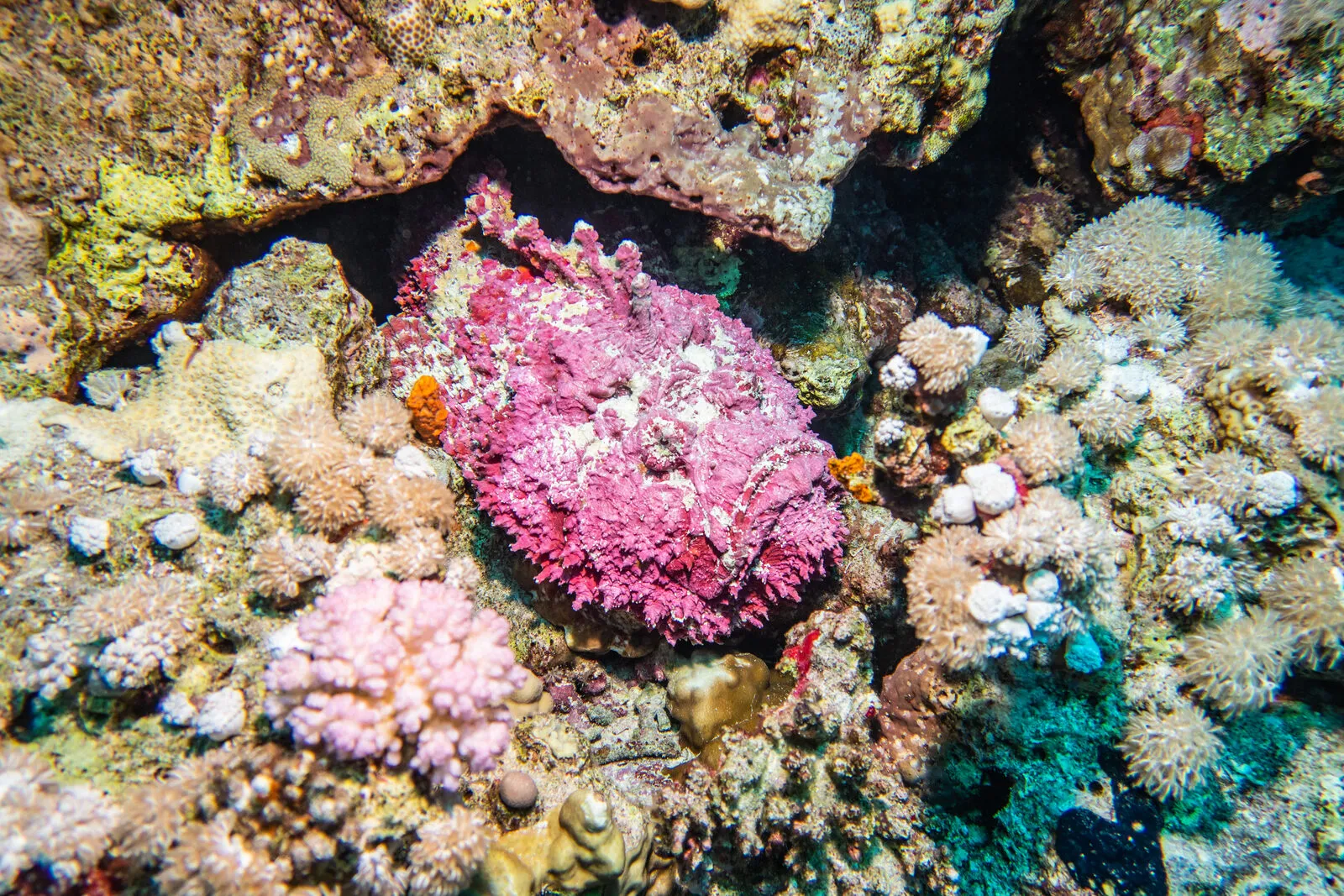 Red Sea reef 4