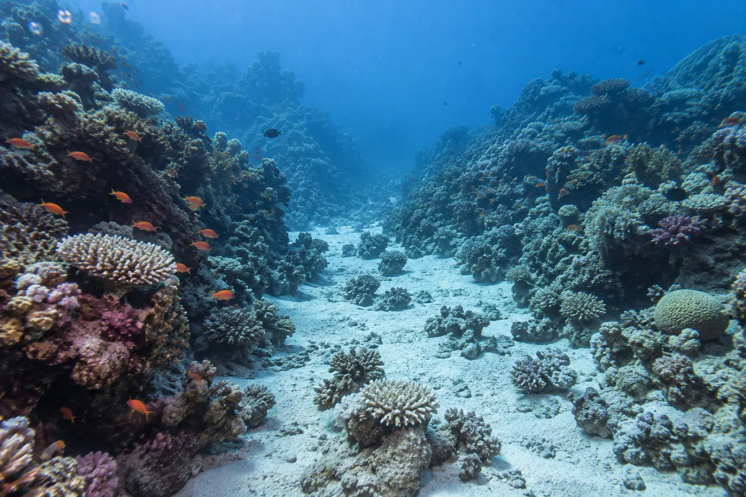 DPV / Scooter Diver
