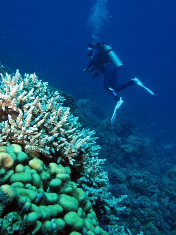 Banana Reef