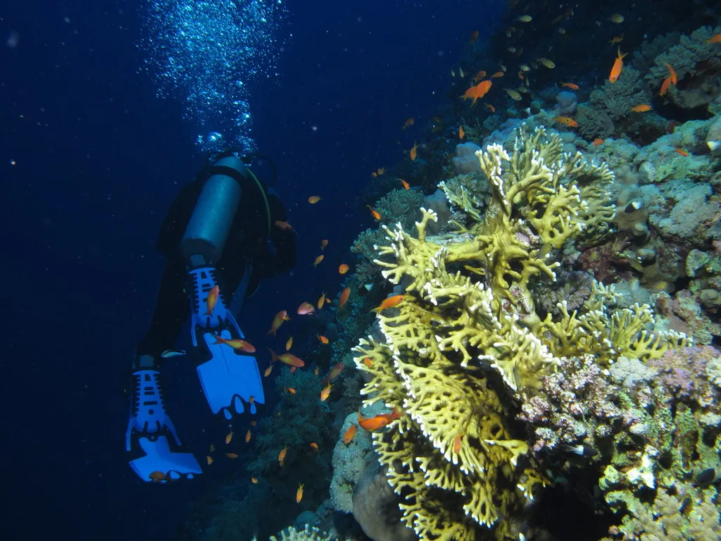 Careless Reef